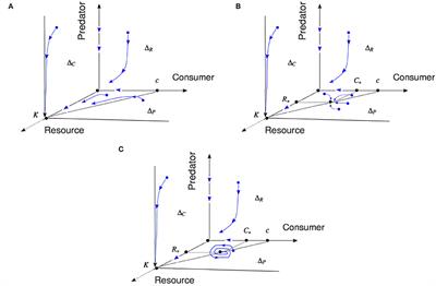 Coexistence, Energy, and Trophic Cascade in a Three-Level Food Chain Integrating Body Sizes
